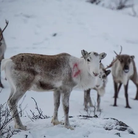 Visit Domek letniskowy Årviksand